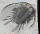 Long-Spined Cyphaspides Trilobite - Jorf, Morocco #40347-3